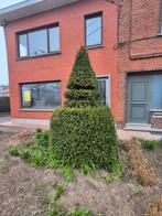Taxus boom te koop, Tuin en Terras, Ophalen