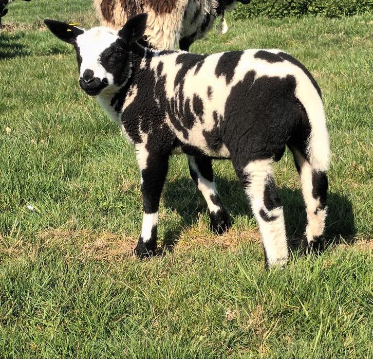 baggerbonte lammetjes, Animaux & Accessoires, Moutons, Chèvres & Cochons, Mouton, Plusieurs animaux, 0 à 2 ans