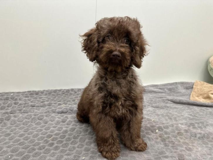 Poedel pups - Middelgroot, Dieren en Toebehoren, Honden | Chihuahua's en Gezelschapshonden, Meerdere dieren, Poedel, Fokker | Professioneel