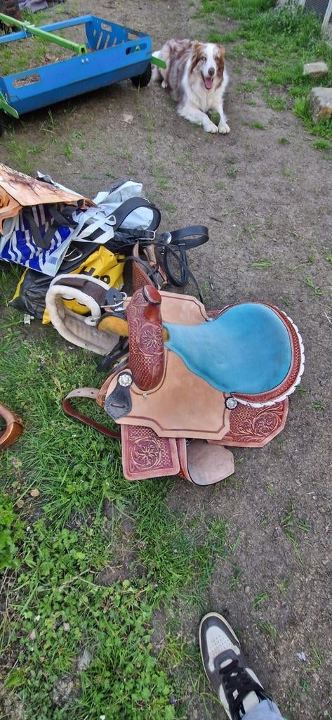 Dressage western, cheval de trait, presque tout ce qui est n, Animaux & Accessoires, Enlèvement, Neuf, Dressage