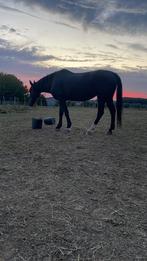 Merrie, Dieren en Toebehoren, Merrie, Niet van toepassing, 11 jaar of ouder, 160 tot 165 cm