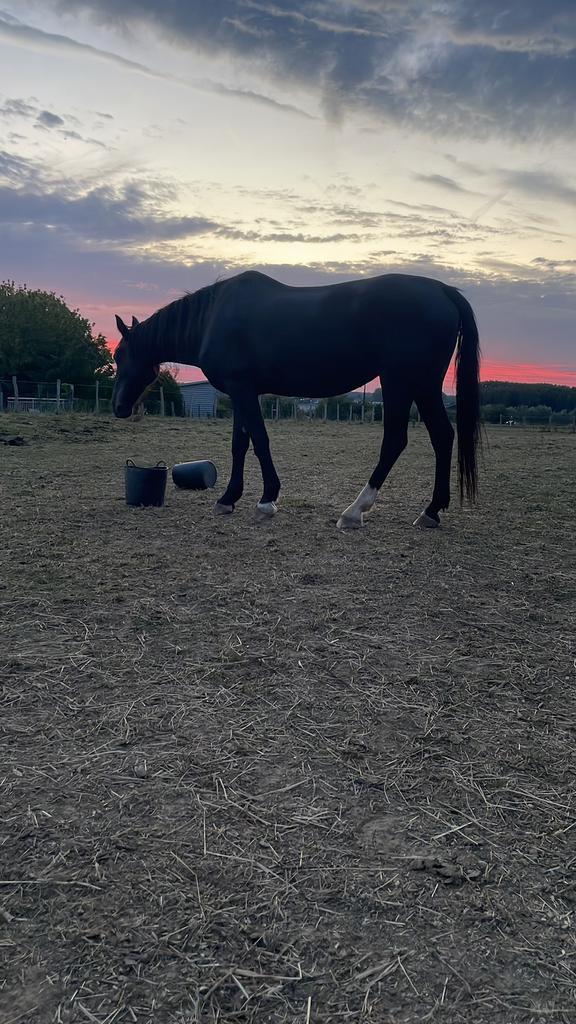 Merrie, Dieren en Toebehoren, Paarden, Merrie, Niet van toepassing, 160 tot 165 cm, 11 jaar of ouder, Tuigpaard