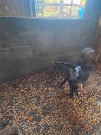 Duiven, Dieren en Toebehoren