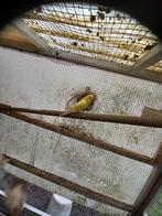 Nichons, perruches, volière extérieure.