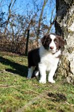 Prachtige bruin-witte Border Collie pup, Parvo, België, 8 tot 15 weken, Collie