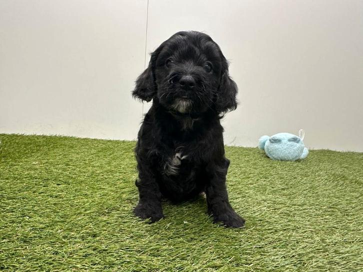 Portée de chiots Cockapoo, Animaux & Accessoires, Chiens | Sans pedigree, Plusieurs animaux, Éleveur | Professionnel, Plusieurs