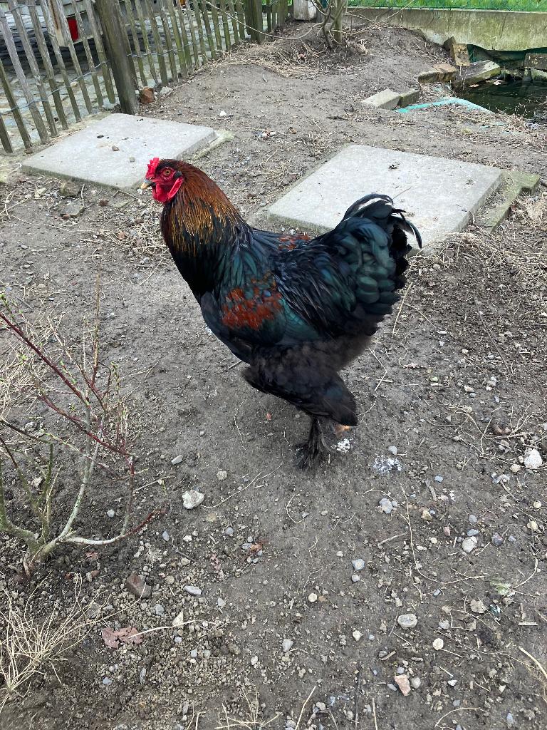 Brahma haan, Dieren en Toebehoren, Mannelijk, Kip