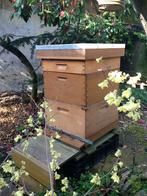 Vitale bijenvolken met kast Simplex in red ceder, Abeilles