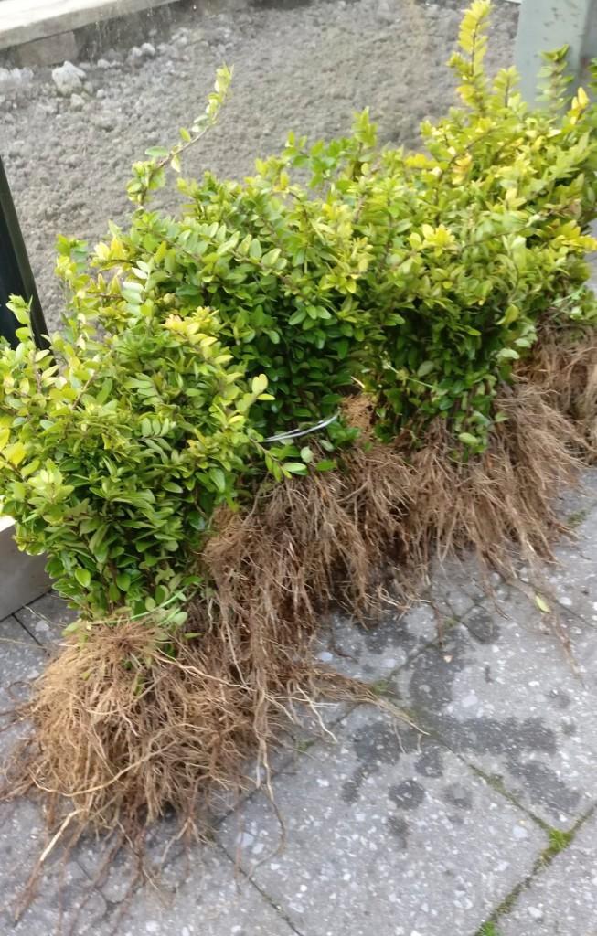 Lonicera haagplant / bodembedekker, Jardin & Terrasse, Plantes | Arbustes & Haies, Enlèvement ou Envoi