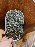 Graines de tournesol rayées 1kg, Enlèvement