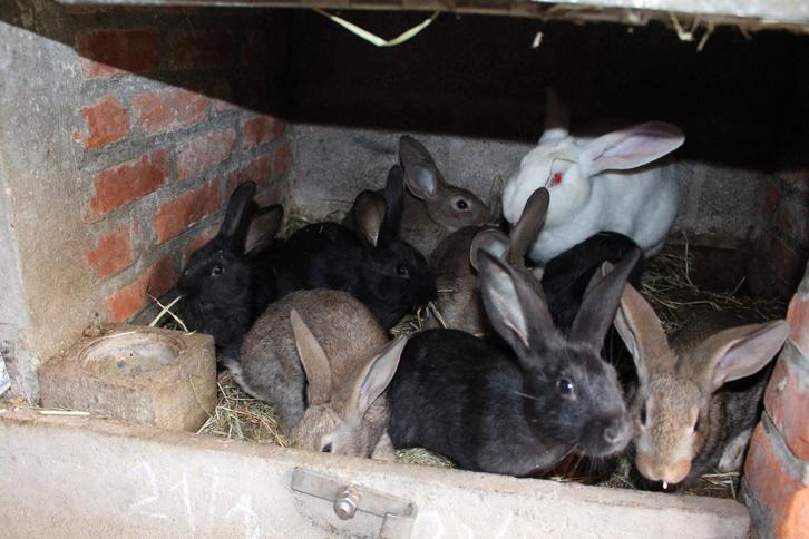 2 nestjes jonge vleeskonijnen, Animaux & Accessoires, Lapins