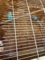 Peruches ( parkieten), Animaux & Accessoires, Mâle, Perruche, Domestique