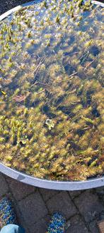 vijverplanten, Tuin en Terras, Ophalen