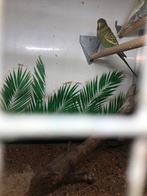 Blackface en blackwing grasparkieten, Animaux & Accessoires, Oiseaux | Perruches & Perroquets, Plusieurs animaux, Perruche, Bagué