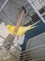 Vrouwelijke Engelse papegaai, Dieren en Toebehoren