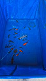 Gratis Goudvissen, Poisson(s) rouge(s)