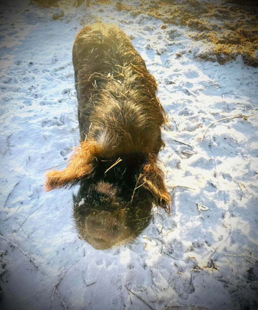 Gezocht kune kune beer/sperma, Dieren en Toebehoren, Schapen, Geiten en Varkens