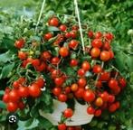 Bio tomatenzaden (10 stuks voor 1 euro), Ophalen of Verzenden