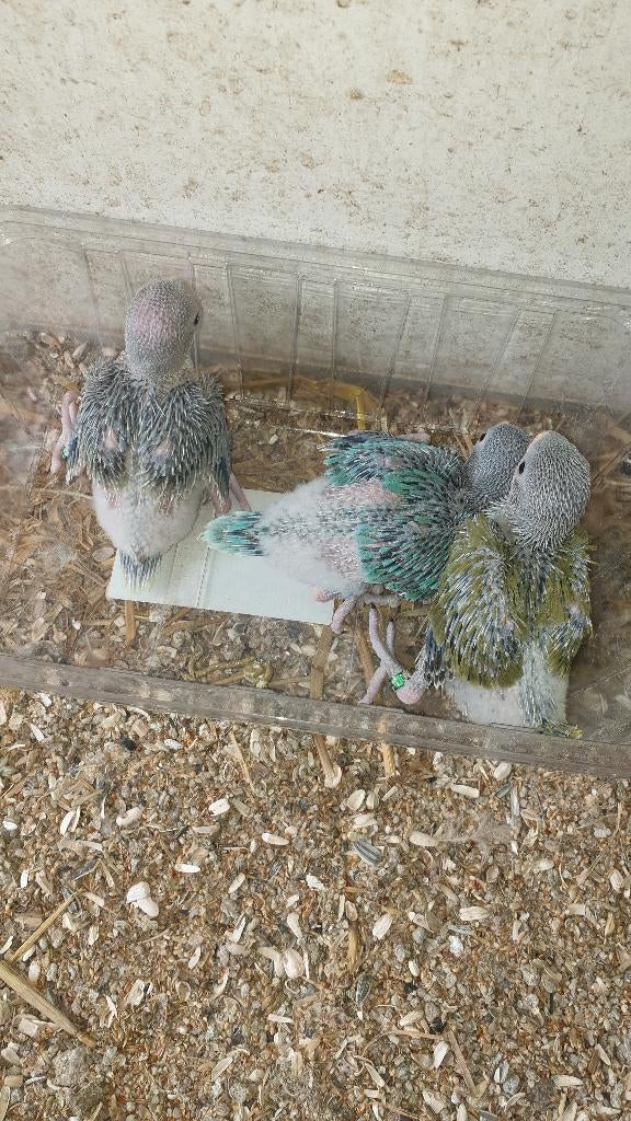 Halsbandparkieten, Geringd