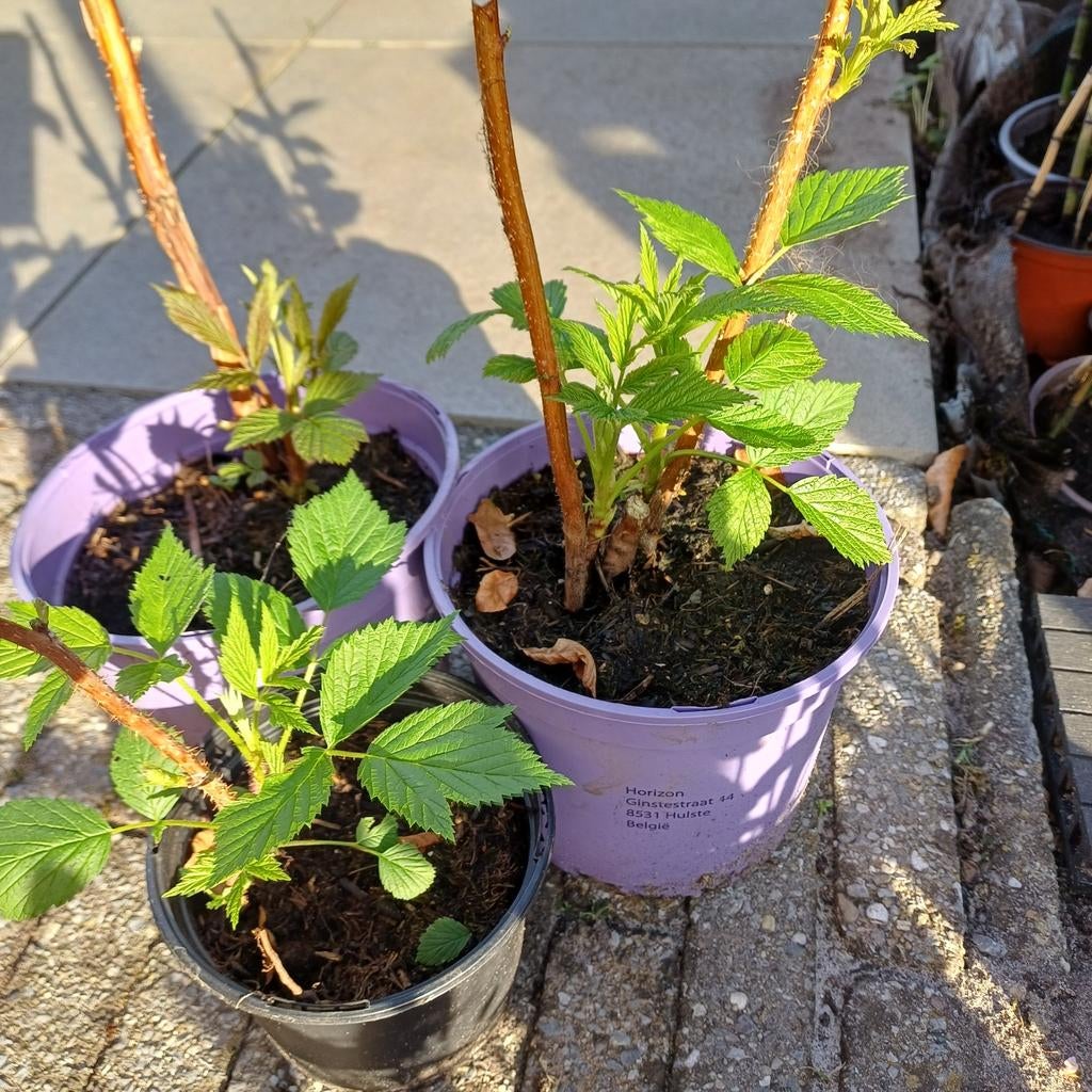 Frambozenplanten, Ophalen