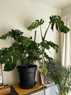 Monstera, Huis en Inrichting, Kamerplanten, Bloeiende kamerplant, Ophalen, In pot, 100 tot 150 cm
