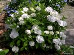 HORTENSIA SOEUR THERESE STUNTPRIJS 2,5 €, Tuin en Terras, Ophalen