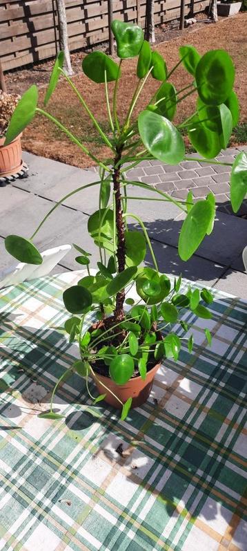 grande plante à crêpes, Enlèvement