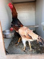 Shamo koppel, Dieren en Toebehoren, Meerdere dieren, Kip