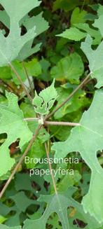 Broussonetia papyrefera, Ophalen