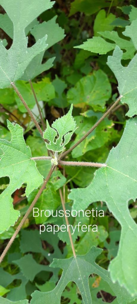 Broussonetia paperyfera, Jardin & Terrasse, Plantes | Jardin, Enlèvement