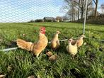 Sebright kippen gesekst en ingeënt Geelwitgezoomd, Dieren en Toebehoren, Vrouwelijk, Kip