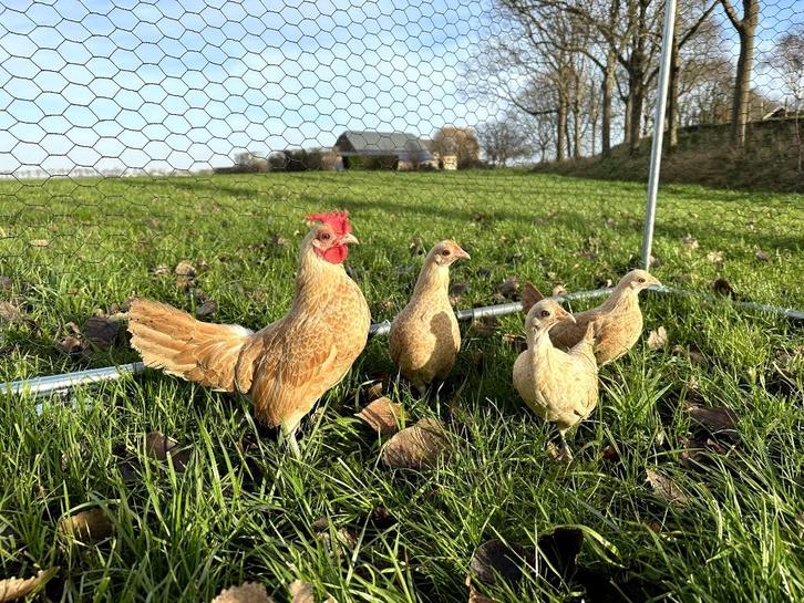 Sebright kippen gesekst en ingeënt Geelwitgezoomd, Dieren en Toebehoren, Pluimvee, Kip, Vrouwelijk