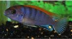  Labidochromis sp.hongi, Animaux & Accessoires, Poissons | Poissons d'aquarium
