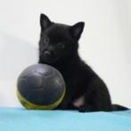 X Schipperke/Shiba Inu (kruising) pups te koop (Belgisch), Dieren en Toebehoren, België, CDV (hondenziekte), 8 tot 15 weken, Meerdere