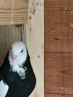 Birmingham rollers, Animaux & Accessoires, Oiseaux | Pigeons