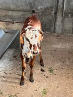 Mini mini zeboe kalfje, Dieren en Toebehoren, Juni, Mannelijk