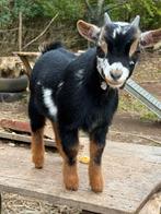 Dwergeit  Bokje: 3 kleurige, Dieren en Toebehoren, Schapen, Geiten en Varkens