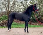 Prachtige menpony, Dieren en Toebehoren, Pony's