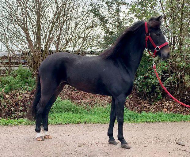 Prachtige menpony, Dieren en Toebehoren, Pony's