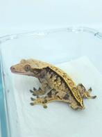 1.0 Extreme Harlequin wimpergekko man, Dieren en Toebehoren, Reptielen en Amfibieën, Hagedis, Tam, 0 tot 2 jaar