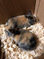 Dwergkonijntjes te koop, Meerdere dieren, Klein, 0 tot 2 jaar