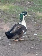 Eenden rouaan, peking, Dieren en Toebehoren, Pluimvee, Eend