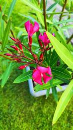 Rode oleander170 cm hoog, Tuin en Terras, Planten | Tuinplanten, Volle zon, Vaste plant, Zomer, Ophalen