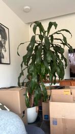 Bananen plant met keramische pot, Huis en Inrichting, Ophalen