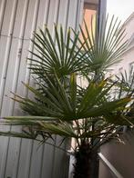 Chinese waaierpalm - Trachycarpus Fortunei 2m met plantenbaa, Ophalen