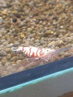 Caridina Fancy Red Tiger, Dieren en Toebehoren, Vissen | Aquariumvissen