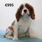 Cavalier King Charles-puppy’s te koop – echte hartendiefjes!, Dieren en Toebehoren, Honden | Chihuahua's en Gezelschapshonden