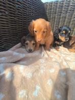 Prachtige langharige teckel pups, Dieren en Toebehoren, Honden | Teckels en Dashonden, België, 8 tot 15 weken, Dwerg, Langhaar