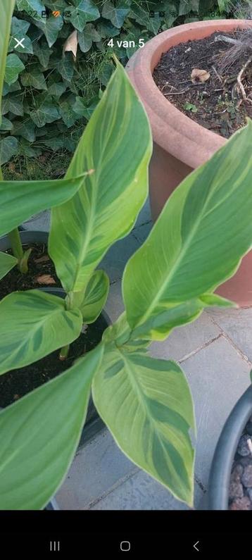 Canna wolfgang, Enlèvement ou Envoi