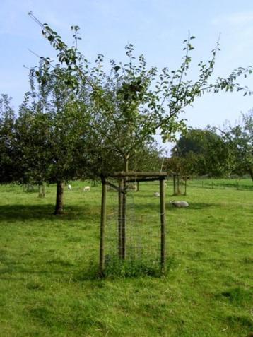 1 x Halfstam appelboom Reinette Etoile beschikbaar voor biedingen
